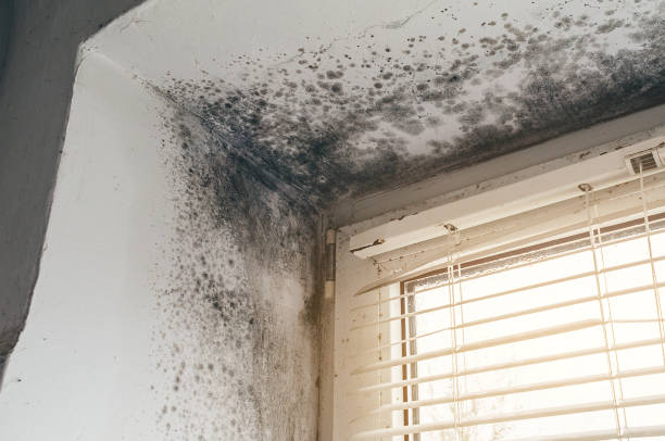 Mold Removal service in Red Bank